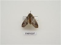 藏品(韋氏迴舟蛾)的圖片